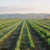 朝の光に照らされた野菜畑の畝と遠くのビニールハウスの風景。宮崎県で特定技能の受入れが最も多い農業分野を象徴。