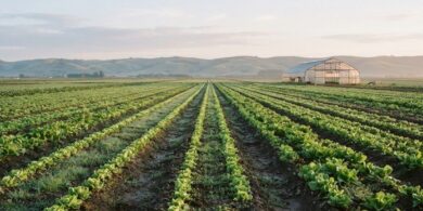 朝の光に照らされた野菜畑の畝と遠くのビニールハウスの風景。宮崎県で特定技能の受入れが最も多い農業分野を象徴。